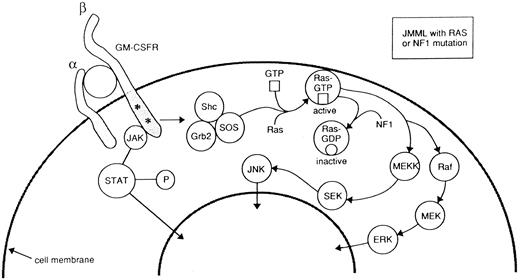 Fig. 2. Schematic diagram of GM-CSF signal transduction from cell surface to nucleus. GM-CSF binds to the α and β subunits of its cell surface receptor. Two distinct signaling pathways are triggered by GM-CSF: the Ras signaling pathway and the one that involves activation of the Jak2 tyrosine kinase. The first one includes Shc phosphorylation, increases in GTP-bound Ras and activation of mitogen activated (MAP) kinases. The presence of RAS points mutations or the inactivation of neurofibromin (the protein encoded by the neurofibromatosis type 1 gene, NF1 ), constitutively activate the Ras pathway by increasing intracellular levels of Ras-GTP. Modified from Emanuel et al.23
