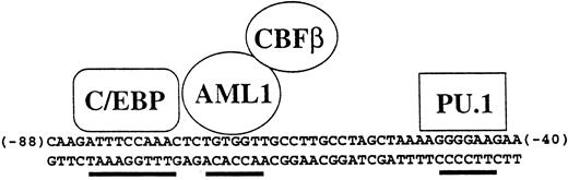 Fig. 1. Specificity of the human M-CSF receptor promoter is mediated by combinatorial activity of factors in myeloid cells. The activity and specificity of the human M-CSF receptor promoter in transient transfection studies is mediated by the 50-bp region lying between bp −88 and −40 relative to the major transcription start site in monocytic cells.52117215 Shown are the binding sites for C/EBP, AML1, and PU.1, all of which are important for M-CSF receptor promoter activity. In the hematopoietic system, C/EBPα is myeloid specific, AML1 is expressed in all white blood cells, and PU.1 is B-cell– and myeloid-specific, so therefore the major cell type in which all three are expressed is myeloid cells. In addition, C/EBPα and AML1 can physically interact and synergize to activate this promoter.215 Others have shown using other promoters that C/EBP proteins can synergize with PU.1.88 Also shown is CBFβ, which forms a heterodimer with AML1 and augments its ability to bind to DNA.