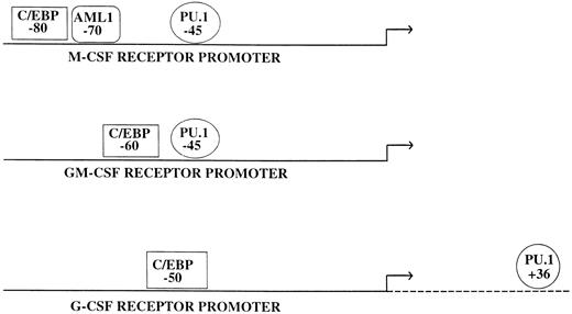 Fig. 2. Structure of the human myeloid CSF receptor promoters. As with many myeloid promoters, relatively small regions direct activity and specificity in transient transfection studies; in addition, there is no well-defined TATA box. The major transcription start site is designated by the horizontal arrow. Shown are the locations of binding sites for PU.1, C/EBP, and AML1. The PU.1 site in the G-CSF receptor promoter is located in the 5′ untranslated region, at bp +3653; a functional PU.1 site is also found in the 5′ UT region of the PU.1 promoter.55 In unstimulated myeloid cell lines, the major C/EBP gene product is C/EBPα.5354215 In newborn livers from C/EBPα −/− animals, only expression of the G-CSF receptor is significantly reduced.28 In PU.1 −/− animals and ES cells, expression of the M-CSF receptor is significantly reduced or undetectable.162163
