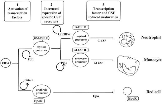 Fig. 3. Model of induction of hematopoietic differentiation by specific transcription factors. In this model, transcription factors are expressed at low levels in CD34+ stem cells,134 as are specific growth factor receptors. Under direction of signals that are as yet not defined, such as the influence of stromal interactions or growth factor signalling, specific transcription factors, such as GATA-1 or PU.1,44 are upregulated. Upregulation of specific transcription factors leads to their autoregulation and upregulation of specific growth factor receptors, resulting in increases in proliferation, differentiation, and suppression of apoptosis of specific lineages. Downregulation of specific factors (such as GATA-1 during myeloid development) may also play an important role.