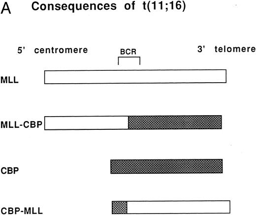 Fig. 1. (A) Consequences of the t(11; 16). MLL on chromosome 11 and CBP on chromosome 16 are the genes involved in the t(11; 16) (q23; p13.3). The der(11) product contains 5′ MLL fused to 3′ CBP and the der(16) product contains 5′ CBP fused to 3′ MLL. BCR refers to the MLL breakpoint cluster region. (B) Cosmids and a PAC that span CBP were used for FISH analysis of patients with the t(11; 16). The arrows indicate the putative location of patient genomic breakpoints within CBP based on variability in FISH staining pattern using the CBP PAC.