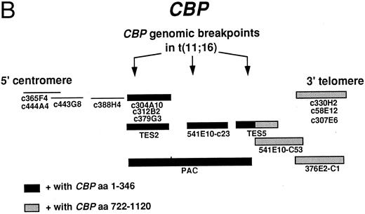 Fig. 1. (A) Consequences of the t(11; 16). MLL on chromosome 11 and CBP on chromosome 16 are the genes involved in the t(11; 16) (q23; p13.3). The der(11) product contains 5′ MLL fused to 3′ CBP and the der(16) product contains 5′ CBP fused to 3′ MLL. BCR refers to the MLL breakpoint cluster region. (B) Cosmids and a PAC that span CBP were used for FISH analysis of patients with the t(11; 16). The arrows indicate the putative location of patient genomic breakpoints within CBP based on variability in FISH staining pattern using the CBP PAC.