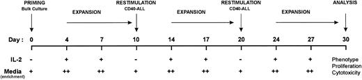 Fig. 2. Protocol for the generation and expansion of autologous anti–leukemia-specific T-cell lines from the bone marrow of patients with pre-B–cell leukemias. T-cell lines were primed from bulk bone marrow in the presence of sCD40L, CD28 MoAb, or bystander costimulators and expanded by restimulation with syngeneic CD40-stimulated leukemia cells and IL-2 (10 U/mL) when indicated. Media enrichment was performed as follows: + for RPMI-HS2; ++ for IMDM-HS4.