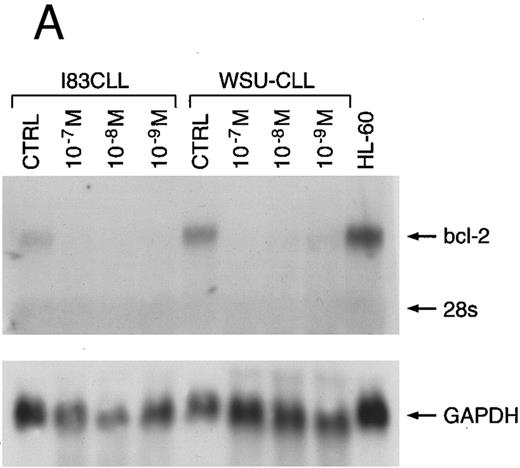 Fig. 5. Northern blot analysis of bcl-2 mRNA expression of three B-cell lines cultured in the presence of melarsoprol (A) or As2O3 (B) for 24 hours. Bcl-2–specific transcripts are shown at 8.5 kb.