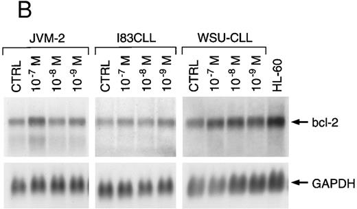 Fig. 5. Northern blot analysis of bcl-2 mRNA expression of three B-cell lines cultured in the presence of melarsoprol (A) or As2O3 (B) for 24 hours. Bcl-2–specific transcripts are shown at 8.5 kb.