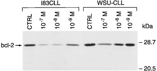 Fig. 6. Regulation of bcl-2 protein expression in I83CLL and WSU-CLL cells after treatment with melarsoprol. Cells (1 × 106/mL) were cultured alone (CTRL) or in the presence of melarsoprol for 24 hours.
