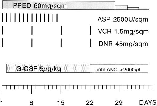 Fig. 1. Modified phase I of the induction regimen according to the GMALL protocol 1984. The modification consisted of a higher dose of daunorubicin (45 instead of 25 mg/m2) and the administration of asparaginase during the first 2 weeks of the protocol, and at a lower dose (2,500 instead of 5,000 U/m2). The study period was 4 weeks, starting at the first day of G-CSF administration (day 2 through 29). PRED, prednisone; ASP, asparaginase; VCR, vincristine; DNR, daunorubicin; G-CSF, granulocyte colony-stimulating factor.
