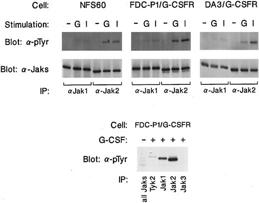 Fig. 1. Tyrosine phosphorylation of Jaks in murine myeloid precursor cell lines. Two different murine myeloid precursor cell lines (FDC-P1, DA3) expressing wild type G-CSF receptor or NFS60 cells, which express the endogenous G-CSF receptor, were either unstimulated or stimulated with IL-3 (I) or G-CSF (G) for 5 minutes. Cells were lysed and incubated with antisera against either Jak1, Jak2, Jak3, or Tyk2, and immunoprecipitates were analyzed by Western blotting with a monoclonal antibody against phosphotyrosine (4G10).