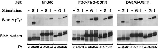 Fig. 2. Stat3 and Stat5 activation by G-CSF. Murine myeloid precursor cells expressing wild-type G-CSF receptor (FDC-P1; DA3) or the endogenous G-CSF receptor (NFS60) were either stimulated (−) or stimulated with G-CSF (G) or IL-3 (I) for 5 minutes. Cell lysate was incubated with antisera against Stat3, Stat5a, or Stat5b and the immunoprecipitates were analyzed by Western blotting with a monoclonal antibody against phosphotyrosine (4G10).