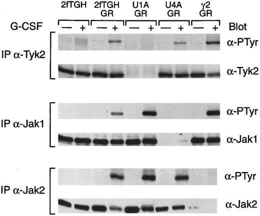 Fig. 3. G-CSF–induced tyrosine phosphorylation of Jaks in the fibrosarcoma cell lines. Whole cell extracts from the indicated cells, with or without treatment for 5 minutes at 37°C with G-CSF, were immunprecipitated with anti-Tyk2, anti-Jak1, or anti-Jak2 polyclonal antibodies. Precipitated proteins were separated by SDS-PAGE, transferred to nitrocellulose, and probed with antibodies to phosphotyrosine (α-PTyr). Subsequently, filters were stripped and reprobed with Tyk2, Jak1, or Jak2 polyclonal antibodies.
