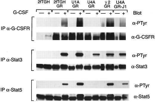 Fig. 4. G-CSF–induced tyrosine phosphorylation of G-CSF receptors and Stats. Whole cell extracts from the indicated cells, with or without treatment for 5 minutes at 37°C with G-CSF, were immunoprecipitated with G-CSF receptor antibody, Stat3 antiserum, and Stat5 antiserum. Precipitated proteins were separated by SDS-PAGE, transferred to nitrocellulose, and probed with antibodies to phosphotyrosine (α-PTyr). Subsequently, filters were stripped and reprobed with G-CSF receptor polyclonal antibody, Stat3 antiserum, or Stat5 antiserum.