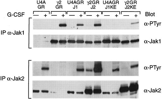 Fig. 5. G-CSF–induced tyrosine phosphorylation of Jaks was suppressed by a kinase-dead Jak2. Whole cell extracts from the indicated cells, with or without treatment for 5 minutes at 37°C with G-CSF, were immunoprecipitated with antisera against Jak1 or Jak2. Precipitated proteins were separated by SDS-PAGE, transferred to nitrocellulose, and probed with antibodies to phosphotyrosine (α-PTyr). Subsequently, filters were stripped and reprobed with Jak1 or Jak2 polyclonal antibodies.