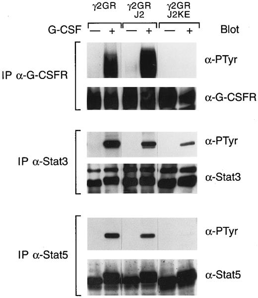 Fig. 6. G-CSF–induced tyrosine phosphorylation of G-CSF receptors and Stats was suppressed by a kinase-dead Jak2. Whole cell extracts from the indicated cells, with or without treatment for 5 minutes at 37°C with G-CSF, were immunoprecipitated with G-CSF receptor antibody, Stat3 antiserum, or Stat5 antiserum, respectively. Precipitated proteins were separated by SDS-PAGE, transferred to nitrocellulose, and probed with antibodies to phosphotyrosine (α-PTyr). Subsequently, filters were stripped and reprobed with G-CSF receptor polyclonal antibody, Stat3 antiserum, or Stat5 antiserum.