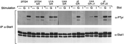 Fig. 7. G-CSF–induced tyrosine phosphorylation of Stat1. Whole cell extracts from the indicated cells, with or without (−) treatment for 5 minutes at 37°C with G-CSF (G) or IFN-γ (I), were immunoprecipitated with antibodies against Stat1. Precipitated proteins were separated by SDS-PAGE, transferred to nitrocellulose, and probed with antibodies to phosphotyrosine (α-PTyr). The filters were stripped and reprobed with a Stat1 polyclonal antibody.