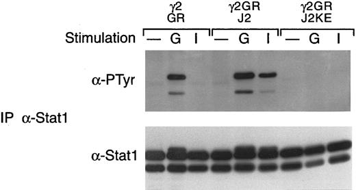 Fig. 8. G-CSF–induced tyrosine phosphorylation of Stat1 is suppressed by a kinase-dead Jak2. Whole cell extracts from the indicated cells, with or without (−) treatment for 5 minutes at 37°C with G-CSF (G) or IFN-γ (I), were immunoprecipitated with antibodies against Stat1. Precipitated proteins were separated by SDS-PAGE, transferred to nitrocellulose, and probed with antibodies to phosphotyrosine (α-PTyr). The filters were stripped and reprobed with a Stat1 polyclonal antibody. The cells examined included the γ2A cells expressing the G-CSF receptor (GR), the receptor with wild-type Jak2 (GR/J2), or the receptor with a kinase-inactive Jak2 mutant (GR/J2KE).