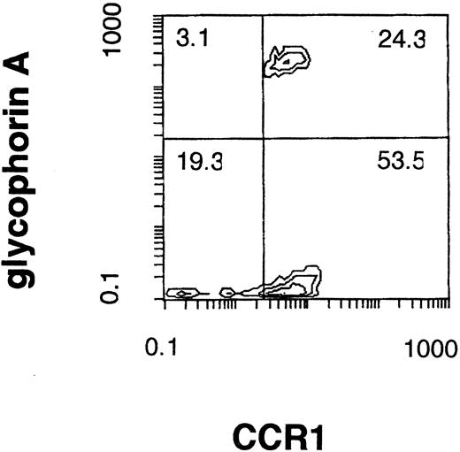 Fig. 1. CCR1 expression on glycophorin A positive BM nucleated cells. The normal BM nucleated cells were analyzed using a two-color immunofluorescence as described in Materials and Methods. The figure in each quadrant represents the percentage of cells.