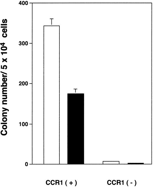 Fig. 2. CFU-E– and BFU-E–derived colony formation by CCR1 positive or negative normal BMMNCs in the presence of Epo plus SCF. The purified CCR1 positive or negative normal BMMNCs were plated in a methylcellulose medium containing Epo and SCF. The numbers of CFU-E (open bar) and BFU-E (closed bar) were determined at day 7 or day 14 of culture, respectively. The data are representative of three independent experiments with quadruplicate determinations.
