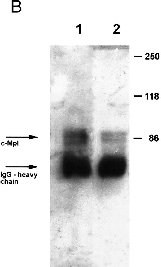 Fig. 1. Expression of c-Mpl on platelets from TAR patients. (A) c-Mpl expression on the surface of platelets as measured by flow cytometry (see Materials and Methods). Gray, isotype control; black, anti c-Mpl. (B) Detection of c-Mpl in platelet lysates after immunoprecipitation and Western-blot analysis with anti-c-Mpl antibody M1 (chemoluminescence detection, see Materials and Methods). Lane 1, healthy donor; lane 2, TAR patient no. 1.