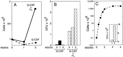 Fig. 4. Blood drawn from one animal treated with G-CSF alone (100 μg/kg × 5 days) and from one animal treated with G-CSF plus FL for 5 days was drawn at day 6 of treatment. Suspension cultures of mononuclear cells (A and B) and of purified CD34 cells (C) from these mononuclear cells were set up, and cellular proliferation and expansion of progenitors were monitored for 2 weeks. Note the higher proliferative response (A) and accumulation of progenitors (B) in the G-CSF plus FL animal compared with G-CSF alone. In C the proliferative response for 4 weeks of CD34+ cells (∼70% CD34+) enriched from PBMC of the G-CSF plus FL animal and the expansion of CFC for 1 and 2 weeks in culture is shown. Similar data from G-CSF–only treated animal could not be generated, as the enrichment of CD34+ cells was poor and their total number was low.