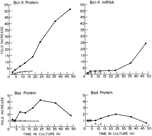 Fig. 4. Quantification of Bcl-X, Bax, and Bad and of Bcl-X mRNA in FVA cells. The results were derived by laser densitometry of autoradiographs from experiments depicted in Figs 1 and 3. (•) Cells cultured with EP; (○) cells cultured without EP.