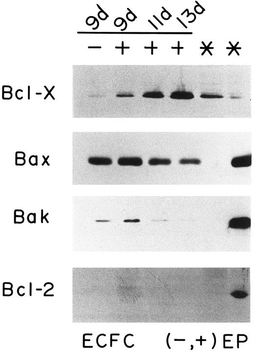 Fig. 5. Western blot analysis of Bcl-2 family in Hu-ECFCs. Hu-ECFCs were purified and recultured on day 8 (see Materials and Methods) with or without EP. The lettering above the panels indicates the day at which cells were subsequently removed from culture for analysis and whether they were cultured with (+) or without (−) EP. In the top panel, both lanes marked by asterisks contained proteins from HL60 cells as positive controls. In the bottom three panels, only the lane on the far right (*) contained proteins from HL60 cells as positive controls. The top panel shows Bcl-x (29.2 kD) probed using 5 μg rabbit polyclonal anti–Bcl-x antibody. The second panel shows Bax (21 kD) probed using 5 μg rabbit polyclonal anti-Bax antibody. The third panel shows Bak (23 kD, runs at 29 kD) probed using 5 μg mouse monoclonal anti-Bak antibody. The bottom panel shows Bcl-2 (26 kD) probed using 5 μg mouse monoclonal anti–Bcl-2 antibody.