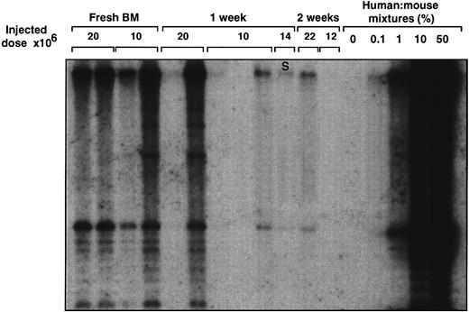 Fig. 1. Transplantation of NOD/SCID mice with freshly isolated human BM or BM cultured on pre-established allogeneic stroma for 1 or 2 weeks. Mice were transplanted with the indicated number of cells. After 4 to 5 weeks, human cell engraftment of the murine BM was estimated by Southern blot. The extent of human cell engraftment was determined by comparing hybridization in the sample lines with the control human/mouse mixtures using densitometric methods. S, cells from suspension culture fraction only were injected.