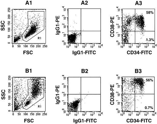 Fig. 4. Flow cytometric analysis of surface marker expression on Lin−CD34+-enriched CB cells before (A) and after (B) 1 week of incubation on pre-established allogeneic stroma. (A1 through A3) Freshly isolated Lin−CD34+-enriched CB cells. (A1) Forward and side scatter plot showing the gate (R1) used for the analysis. (A2) Isotype control for nonspecific IgG1 staining. (A3) CD34 and CD38 expression on the cells gated in R1. (B1 through B3) Lin−CD34+-enriched CB cells were cultured for 1 week. (B1) Forward and side scatter plot showing the gate (R1) used for the analysis. (B2) Isotype control for nonspecific IgG1 staining. (B3) CD34 and CD38 expression on the cells gated in R1.