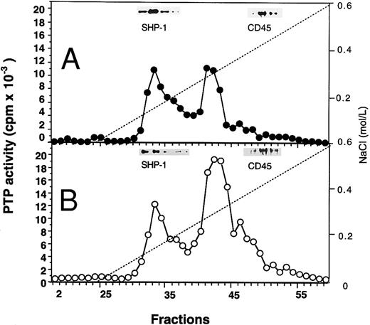 Fig. 2. Mono-Q-Sepharose separation profiles of whole extracts from normal (A) and PV (B) day-6 ECFC. Approximately 2 mg of whole cell extracts were loaded onto the column. PTP activity was measured with 32P-labeled ENDYINASL as a substrate and data are expressed as cpm obtained from 2 μL of each 0.5-mL fraction eluted from the column. Solid lines represent PTP activity; dashed lines denote NaCI gradients. (Insets) Western blot analyses of corresponding fractions with anti–SHP-1 and anti-CD45 antibodies. A representative figure from four experiments with similar results is shown. Each experiment was performed with blood samples from different normal volunteers and PV patients.