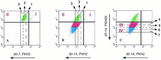 Fig. 5. Estimation of the number of divisions attained by G0CD34+ cells in a two-dimensional tracking experiment. G0CD34+ cells were stained with PKH2 on day 0 and cultured for 14 days in the presence of IL-3. On day 7, cells were harvested and stained with PKH26 and analyzed (A). The dark vertical and horizontal lines in all three dot plots represent the lower limits of the fluorescence intensities of PKH2 and PKH26, respectively, achieved directly after staining. Using the relative PKH2 fluorescence loss (50% loss with every division along the X axis), it was possible to identify the position of these cells after every division. Thus, cells moving into phase II (upper left hand corner of dot plot) had been through one, two, or three divisions by day 7. Panel B, which was generated on day 14, depicts the same cells previously shown in A after they were allowed to proliferate for an additional week. The relative positions of the vertical lines designating one, two, and three divisions are still in place. Notice how dividing cells “track” along a 45° diagonal direction because both green and red dyes are lost proportionally as the cells divide, such that cells proliferating beyond three divisions now appear below the dark horizontal line representing the lower limit of PKH26 fluorescence. Panel C, which is composed of the same dot plot shown in B, illustrates how divisions 4, 5, 6, and 7 achieved between days 8 and 14 can be calculated along the Y axis using loss of PKH26 for measurement. Phase III cells were identified as those having gone through four or five divisions, and phase IV cells were defined as those having divided in excess of six times. Proliferation of cells compromising phases II, III, and IV was defined as depicted in Fig 6.