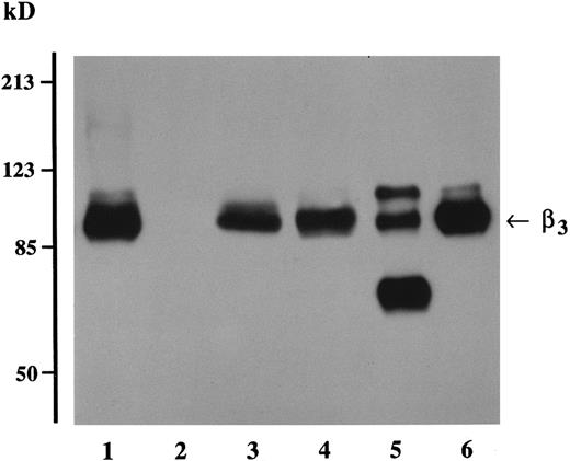 Fig. 5. Immuno-blot analysis of CHO cells transfected with human β3 integrin. Triton X-100 lysates of transfected CHO cells (100 μg protein) or SDS-solubilized platelet lysates (5 μg protein) were run in a 7% polyacrylamide gel and electrophoresed under nonreducing conditions, transferred to nitrocellulose, and incubated with the antihuman β3 MoAb 4D10G3. Lane 1, CHO cells transfected with wild-type β3; lane 2, mock-transfected CHO cells; lane 3, CHO cells transfected with the mutant β3-met cDNA construct; lane 4, CHO cells transfected with the mutant β3-pro construct; lane 5, α-chymotrypsin–digested platelet lysate; lane 6, control undigested platelet lysate.