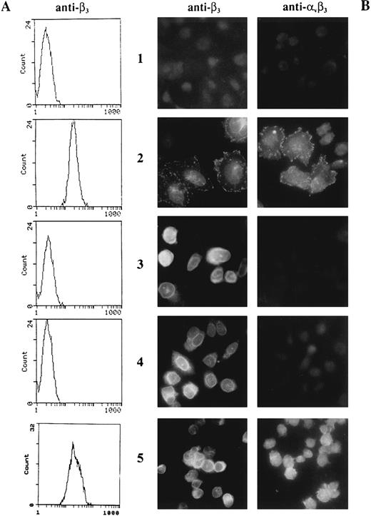 Fig. 6. Immunofluorescence analysis of surface expression and intracellular localization of recombinant β3 integrin in transfected CHO cells. (A) FACS analysis of CHO cells in suspension after indirect immunofluorescence surface labeling with the anti-β3 MoAb P37. (B) Intracellular labeling of human β3 integrin in transfected CHO cells. The cells were grown on coverslips precoated with fetal calf serum, fixed, permeabilized, and processed for indirect immunofluorescence using the anti-β3 MoAb P37 and the complex-specific anti-αvβ3 LM609. (1) Mock-transfected CHO cells. (2) CHO cells transfected with wild-type β3 integrin. (3) CHO cells transfected with mutant β3-met. (4) CHO cells transfected with mutant β3-pro. (5) CHO cells transfected with mutant β3Δ744.