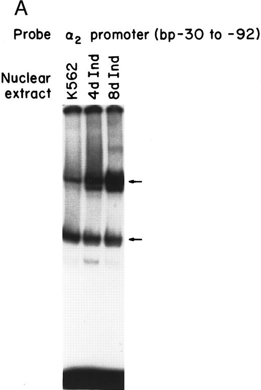 Fig. 1. Gel mobility shift analysis of the α2 integrin core promoter. (A) Gel mobility shift analysis was performed with the 32P-end–labeled double-stranded DNA fragment containing the core promoter region (bp −30 to −92) and 1 μg of nuclear protein from uninduced or K562 cells (K562) induced for 4 days (4d Ind) or 8 days (8d Ind) with phorbol dibutyrate. The two major DNA-protein complexes are indicated with arrows. (B) Binding of nuclear proteins from uninduced and induced K562 cells to the 62-bp core fragment is specific. DNA-proteins are formed in the absence of competitive inhibitor (⊘) or in the presence of unlabeled specific inhibitor (Unlab) or a nonspecific (NS) inhibitor consisting of 119-bp double-stranded DNA fragments from the coding region of the α2 cDNA. Gel mobility shift analysis was performed as described in Materials and Methods. The DNA-protein interaction formed with the αIIb integrin silencer domain is indicated with a dash. Gel mobility shift analysis using the αIIb silencer domain served as a positive control for nuclear extracts.