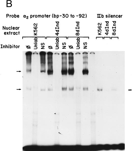 Fig. 1. Gel mobility shift analysis of the α2 integrin core promoter. (A) Gel mobility shift analysis was performed with the 32P-end–labeled double-stranded DNA fragment containing the core promoter region (bp −30 to −92) and 1 μg of nuclear protein from uninduced or K562 cells (K562) induced for 4 days (4d Ind) or 8 days (8d Ind) with phorbol dibutyrate. The two major DNA-protein complexes are indicated with arrows. (B) Binding of nuclear proteins from uninduced and induced K562 cells to the 62-bp core fragment is specific. DNA-proteins are formed in the absence of competitive inhibitor (⊘) or in the presence of unlabeled specific inhibitor (Unlab) or a nonspecific (NS) inhibitor consisting of 119-bp double-stranded DNA fragments from the coding region of the α2 cDNA. Gel mobility shift analysis was performed as described in Materials and Methods. The DNA-protein interaction formed with the αIIb integrin silencer domain is indicated with a dash. Gel mobility shift analysis using the αIIb silencer domain served as a positive control for nuclear extracts.