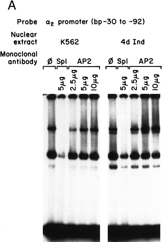 Fig. 2. Core promoter-nuclear protein complex formation is inhibited by anti-Sp1 but not anti-AP2 or anti–Egr-1 MoAbs or oligonucleotides. Gel mobility shift experiments were performed with 32P-end–labeled 62-bp core promoter fragment (bp −30 to −92) and 1 μg of nuclear extract from uninduced and phorbol ester-induced K562 cells. MoAbs against AP2 (A) or Egr-1 (B) (at the indicated concentration) were preincubated with nuclear extract for 18 hours at 4°C before the addition of 32P-labeled probe. Unlabeled oligonucleotides containing the Egr or Sp1 consensus sequence (at the indicated molar excess) were incubated with nuclear extracts before the addition of the 32P-labeled 62-bp probe (C).