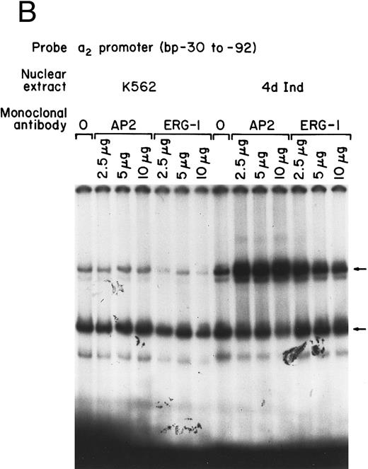 Fig. 2. Core promoter-nuclear protein complex formation is inhibited by anti-Sp1 but not anti-AP2 or anti–Egr-1 MoAbs or oligonucleotides. Gel mobility shift experiments were performed with 32P-end–labeled 62-bp core promoter fragment (bp −30 to −92) and 1 μg of nuclear extract from uninduced and phorbol ester-induced K562 cells. MoAbs against AP2 (A) or Egr-1 (B) (at the indicated concentration) were preincubated with nuclear extract for 18 hours at 4°C before the addition of 32P-labeled probe. Unlabeled oligonucleotides containing the Egr or Sp1 consensus sequence (at the indicated molar excess) were incubated with nuclear extracts before the addition of the 32P-labeled 62-bp probe (C).