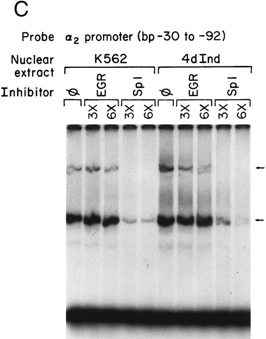 Fig. 2. Core promoter-nuclear protein complex formation is inhibited by anti-Sp1 but not anti-AP2 or anti–Egr-1 MoAbs or oligonucleotides. Gel mobility shift experiments were performed with 32P-end–labeled 62-bp core promoter fragment (bp −30 to −92) and 1 μg of nuclear extract from uninduced and phorbol ester-induced K562 cells. MoAbs against AP2 (A) or Egr-1 (B) (at the indicated concentration) were preincubated with nuclear extract for 18 hours at 4°C before the addition of 32P-labeled probe. Unlabeled oligonucleotides containing the Egr or Sp1 consensus sequence (at the indicated molar excess) were incubated with nuclear extracts before the addition of the 32P-labeled 62-bp probe (C).