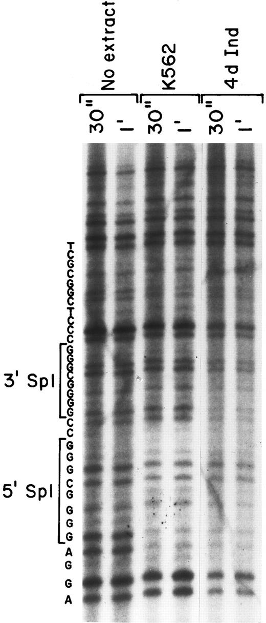 Fig. 4. Two protected regions corresponding to the Sp1 sites were detected by DNA-footprinting analysis. The ability of nuclear proteins to bind and protect the core promoter fragment of the α2 integrin core promoter was assessed. DNase 1 digestion for 30 seconds and 1 minute of the 32P-end–labeled DNA fragment (bp −92 to +109) was performed with no nuclear extract and in the presence of nuclear extracts from uninduced and induced K562 cells (at 70 μg) for 30 seconds and 1 minute. The digested products were analyzed on a denaturing SDS-polyacrylamide gel. Sequence reaction of the DNA region was run in parallel and the sequence of the region is shown.