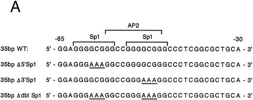 Fig. 5. Site-directed mutagenesis of the Sp1 binding site within the α2 integrin core promoter altered activity. (A) The diagram shows the sequence of the 35-bp region of the α2 integrin core promoter extending from bp −30 to −65 containing the intact Sp1 and AP2 binding sites and the sequence of the three mutant constructs prepared by PCR containing either a mutated 5′ Sp1 site, a mutated 3′ Sp1 site, or mutations of both Sp1 recognition sites. The shorter double-stranded DNA fragment extending from bp −30 to −65 that included the two tandem Sp1 sites as well as the AP2 site, but lacked 27 bp at the 5′ end (bp −65 to −92), was created by PCR and placed upstream of CAT structural sequences to form the p α265-CAT construct (shown in B). Mutations of the 5′ Sp1 site, the 3′ Sp1 site, or both sites were made by site-directed mutagenesis of the p α265-CAT construct. (B) The activity of the intact or mutant α2 integrin core promoter. The promoter activity of the original construct pα292-CAT; the mutant constructs pα2Δ 5′ Sp1-CAT, pα2Δ 3′ Sp1-CAT, and pα2Δ dbl Sp1-CAT; and pCAT Basic was compared with the activity of the pα2 65-CAT in induced K562 cells after transient transfection of the constructs into either uninduced or induced K562 cells. Cotransfection with RSV luciferase was used to control for transfection efficiency. After 48 hours of incubation, cell extracts were assayed. After normalization for transfection efficiency, CAT activity of the constructs was determined by thin-layer chromatography and differential extraction. The mean and standard deviation of CAT activity of the mutant constructs from four separation electroporations was determined relative to the pα265-CAT construct in induced K562 cells that was assigned a value of 1.0.