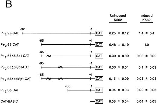 Fig. 5. Site-directed mutagenesis of the Sp1 binding site within the α2 integrin core promoter altered activity. (A) The diagram shows the sequence of the 35-bp region of the α2 integrin core promoter extending from bp −30 to −65 containing the intact Sp1 and AP2 binding sites and the sequence of the three mutant constructs prepared by PCR containing either a mutated 5′ Sp1 site, a mutated 3′ Sp1 site, or mutations of both Sp1 recognition sites. The shorter double-stranded DNA fragment extending from bp −30 to −65 that included the two tandem Sp1 sites as well as the AP2 site, but lacked 27 bp at the 5′ end (bp −65 to −92), was created by PCR and placed upstream of CAT structural sequences to form the p α265-CAT construct (shown in B). Mutations of the 5′ Sp1 site, the 3′ Sp1 site, or both sites were made by site-directed mutagenesis of the p α265-CAT construct. (B) The activity of the intact or mutant α2 integrin core promoter. The promoter activity of the original construct pα292-CAT; the mutant constructs pα2Δ 5′ Sp1-CAT, pα2Δ 3′ Sp1-CAT, and pα2Δ dbl Sp1-CAT; and pCAT Basic was compared with the activity of the pα2 65-CAT in induced K562 cells after transient transfection of the constructs into either uninduced or induced K562 cells. Cotransfection with RSV luciferase was used to control for transfection efficiency. After 48 hours of incubation, cell extracts were assayed. After normalization for transfection efficiency, CAT activity of the constructs was determined by thin-layer chromatography and differential extraction. The mean and standard deviation of CAT activity of the mutant constructs from four separation electroporations was determined relative to the pα265-CAT construct in induced K562 cells that was assigned a value of 1.0.