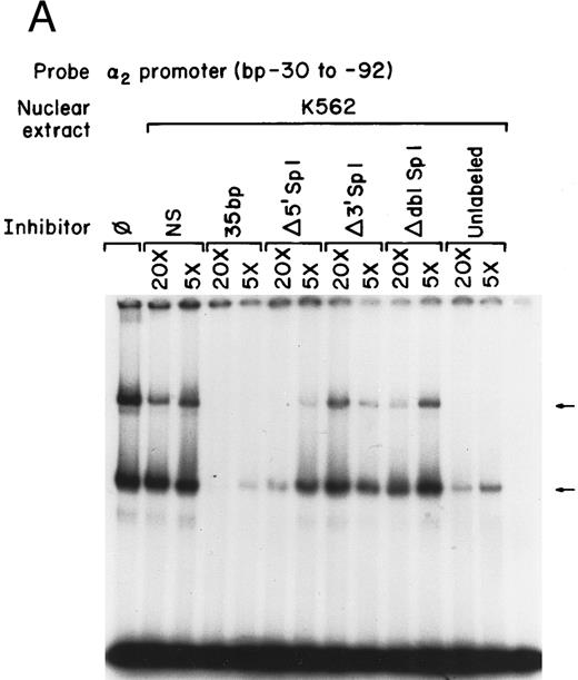 Fig. 6. Mutations in Sp1 sites interfere with DNA-protein complex formation. Gel mobility shift assays were performed using 32P-end–labeled core promoter fragment (bp −30 to −92) and 1 μg of nuclear extracts from uninduced (A) or 4-day induced (B) K562 cells. Two protein complexes were formed, as indicated by the arrows. Unlabeled double-stranded DNA fragments consisting of either the 35-bp fragment containing intact Sp1 binding sites (bp −30 to −65) or the 35-bp fragments containing the 5′ mutated Sp1 binding site (Δ 5′ Sp1), the 3′ mutated Sp1 binding site (Δ 3′ Sp1), or mutations of both Sp1 binding sites (Δ dbl Sp1) or an irrelevant 119-bp double-stranded DNA fragment were used as competitive inhibitors. The molar excess of the unlabeled competitor is indicated.