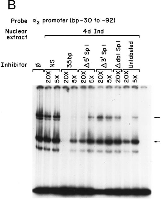 Fig. 6. Mutations in Sp1 sites interfere with DNA-protein complex formation. Gel mobility shift assays were performed using 32P-end–labeled core promoter fragment (bp −30 to −92) and 1 μg of nuclear extracts from uninduced (A) or 4-day induced (B) K562 cells. Two protein complexes were formed, as indicated by the arrows. Unlabeled double-stranded DNA fragments consisting of either the 35-bp fragment containing intact Sp1 binding sites (bp −30 to −65) or the 35-bp fragments containing the 5′ mutated Sp1 binding site (Δ 5′ Sp1), the 3′ mutated Sp1 binding site (Δ 3′ Sp1), or mutations of both Sp1 binding sites (Δ dbl Sp1) or an irrelevant 119-bp double-stranded DNA fragment were used as competitive inhibitors. The molar excess of the unlabeled competitor is indicated.