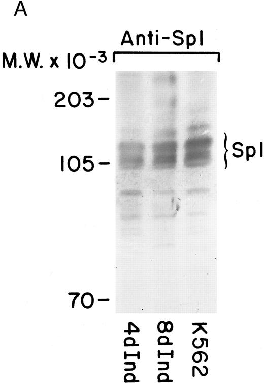 Fig. 7. Sp1 binding to the α2 integrin promoter requires phosphorylation. (A) Immunoblot analysis was performed by SDS-PAGE on 100 μg of total protein from cell lysates of uninduced K562 cells and K562 cells induced for 4 days with phorbol dibutyrate using a polyclonal antiserum specific for the Sp1 protein. A triplet of Sp1 bands was shown. (B) Gel mobility shift analysis was performed using 32P-end–labeled α2 integrin core promoter (−32 to −92 bp) and 2 μg of nuclear extracts from uninduced or phorbol ester-induced K562 cells (untreated), nuclear extracts dephosphorylated by calf intestinal phosphatase (dephosph), or nuclear extracts treated with 2 μg of calf intestinal alkaline phosphatase in the presence of phosphatase inhibitors (control). The two specific DNA-protein complexes are indicated with arrows.