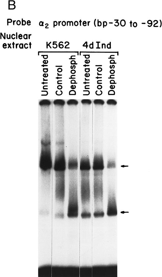 Fig. 7. Sp1 binding to the α2 integrin promoter requires phosphorylation. (A) Immunoblot analysis was performed by SDS-PAGE on 100 μg of total protein from cell lysates of uninduced K562 cells and K562 cells induced for 4 days with phorbol dibutyrate using a polyclonal antiserum specific for the Sp1 protein. A triplet of Sp1 bands was shown. (B) Gel mobility shift analysis was performed using 32P-end–labeled α2 integrin core promoter (−32 to −92 bp) and 2 μg of nuclear extracts from uninduced or phorbol ester-induced K562 cells (untreated), nuclear extracts dephosphorylated by calf intestinal phosphatase (dephosph), or nuclear extracts treated with 2 μg of calf intestinal alkaline phosphatase in the presence of phosphatase inhibitors (control). The two specific DNA-protein complexes are indicated with arrows.