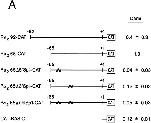 Fig. 8. The two Sp1 binding sites are required for α2 integrin gene regulation in other models of megakaryocytic differentiation. (A) The relative activities of the intact α2 integrin core promoter construct and the Sp1 mutant constructs were determined in the megakaryoblastic leukemia cell, Dami. The promoter activity of the original construct pα292-CAT, the mutant construct pα2Δ5′ Sp1-CAT, pα2Δ3′ Sp1-CAT, pα2Δdbl Sp1-CAT, and pCAT-Basic was compared with the pα2 65-CAT construct after transient transfection into Dami cells. Cotransfection with pRSV-luciferase was used to control for transfection efficiency. After 48 hours of incubation, cell extracts were assayed. After normalization for transfection efficiency, CAT activity of the constructs was determined by thin-layer chromatography and differential extraction. The average and standard deviation of the CAT activity of the mutant constructs relative to the pα265-CAT construct was determined. (B) Nuclear extracts from Dami cells bind the α2 integrin core promoter. The 62-bp fragment of the α2 integrin promoter (extending from bp −30 to −92) specifically bound nuclear proteins from Dami cells producing two DNA-protein complexes. Gel mobility shift analysis was performed with the 32P-end–labeled double-stranded DNA fragment containing bp −30 to −92 and 1 μg of nuclear protein from Dami cell lines. Two DNA-protein complexes are indicated with arrows. Unlabeled double-stranded DNA fragments consisting of either the 35-bp fragment containing intact Sp1 binding sites (bp −30 to −65) or the 35-bp fragment containing the 5′ mutated Sp1 binding site (Δ5′ Sp1), the 3′ mutated Sp1 binding site (Δ3′ Sp1), or mutations of both Sp1 binding sites (Δdbl Sp1) or an irrelevant 119-bp double-stranded DNA fragment were used as competitive inhibitors. The molar excess of the unlabeled competitor is indicated.
