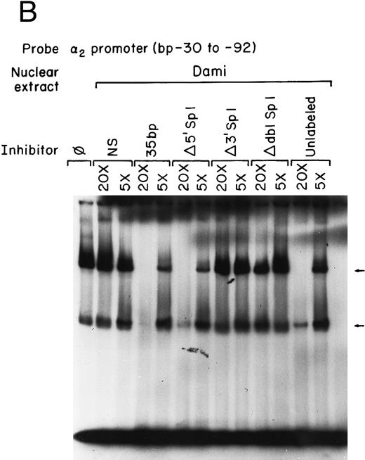 Fig. 8. The two Sp1 binding sites are required for α2 integrin gene regulation in other models of megakaryocytic differentiation. (A) The relative activities of the intact α2 integrin core promoter construct and the Sp1 mutant constructs were determined in the megakaryoblastic leukemia cell, Dami. The promoter activity of the original construct pα292-CAT, the mutant construct pα2Δ5′ Sp1-CAT, pα2Δ3′ Sp1-CAT, pα2Δdbl Sp1-CAT, and pCAT-Basic was compared with the pα2 65-CAT construct after transient transfection into Dami cells. Cotransfection with pRSV-luciferase was used to control for transfection efficiency. After 48 hours of incubation, cell extracts were assayed. After normalization for transfection efficiency, CAT activity of the constructs was determined by thin-layer chromatography and differential extraction. The average and standard deviation of the CAT activity of the mutant constructs relative to the pα265-CAT construct was determined. (B) Nuclear extracts from Dami cells bind the α2 integrin core promoter. The 62-bp fragment of the α2 integrin promoter (extending from bp −30 to −92) specifically bound nuclear proteins from Dami cells producing two DNA-protein complexes. Gel mobility shift analysis was performed with the 32P-end–labeled double-stranded DNA fragment containing bp −30 to −92 and 1 μg of nuclear protein from Dami cell lines. Two DNA-protein complexes are indicated with arrows. Unlabeled double-stranded DNA fragments consisting of either the 35-bp fragment containing intact Sp1 binding sites (bp −30 to −65) or the 35-bp fragment containing the 5′ mutated Sp1 binding site (Δ5′ Sp1), the 3′ mutated Sp1 binding site (Δ3′ Sp1), or mutations of both Sp1 binding sites (Δdbl Sp1) or an irrelevant 119-bp double-stranded DNA fragment were used as competitive inhibitors. The molar excess of the unlabeled competitor is indicated.