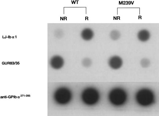 Fig. 1. Dot-blot analysis of the recombinant GPIbα fragments, WT and M239V. Immunologic reactivity of the two recombinant proteins was evaluated using a panel of anti-GPIbα antibodies. To quantitate the amount of GPIbα antigen for dot-blot analysis, serum-free CHO-cell culture media containing either WT or M239V were first serially diluted and the amount of GPIbα-related antigen was assessed using anti-GPIbα MoAb LJ-Ibα1. LJ-Ibα1 recognizes an epitope within the first 237 residues in the N-terminal domain on GPIbα and reacts better under reducing condition. Culture media containing either WT or M239V were then appropriately diluted with nontransfected CHO-cell culture medium and the equivalent amount of antigen was applied onto the nitrocellulose membrane. After incubation with one of the first antibodies (LJ-Ibα1, GUR83/35, or anti-GPIbα271-285 ), nitrocellulose membranes were incubated with 125I-antimouse IgG and autoradiographed. GUR83/35 recognizes conformation-dependent epitope in the N-terminal division of GPIbα, whereas anti-GPIbα271-285 recognizes linear epitopes created by a polypeptide sequence of GPIbα271-285. Note that WT and M239V presented similar immunochemical reactivities to each anti-GPIbα antibody tested, regardless of the presence (R) or absence (NR) of 50 mmol/L dithiothreitol in the medium before spotting on nitrocellulose membranes. NR, not reducing; R, reducing.