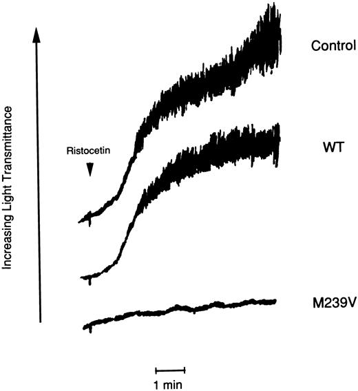 Fig. 5. Effect of purified recombinant GPIbα fragments on platelet aggregation of the platelet-type vWD patient induced by low concentration of ristocetin. PRP (1.4 × 105 platelets/mL) of the patient with Met239 → Val substitution was mixed with purified recombinant GPIbα (WT and M239V) at a final concentration of 200 μg/mL. After 3 minutes of incubation, ristocetin (0.3 mg/mL) was added to PRP. Aggregation of the patient's platelets was measured as the increase in light transmittance as a function of time. Platelet aggregation was completely inhibited by purified M239V, whereas it was not by purified WT in the same condition.