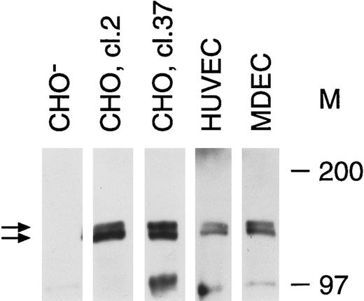 Fig. 1. Tie receptor expression on endothelial cells and transfected CHO cells. Cell lysates were prepared as described in Materials and Methods and immunoprecipitated with anti-tie MoAb 5D2. Immunoprecipitates were analyzed by SDS-PAGE and immunoblotted with another anti-tie MoAb, 21G6. Molecular weight markers as indicated. CHO-, CHO cells transfected with vector alone; CHO, cl.2, CHO cells transfected with full-length tie receptor, clone 2; CHO, cl.37, CHO cells transfected with full-length tie receptor, clone 37; HUVEC, human umbilical vein endothelial cells; MDEC; human microvascular dermal endothelial cells. Double arrows, tie receptor doublet.