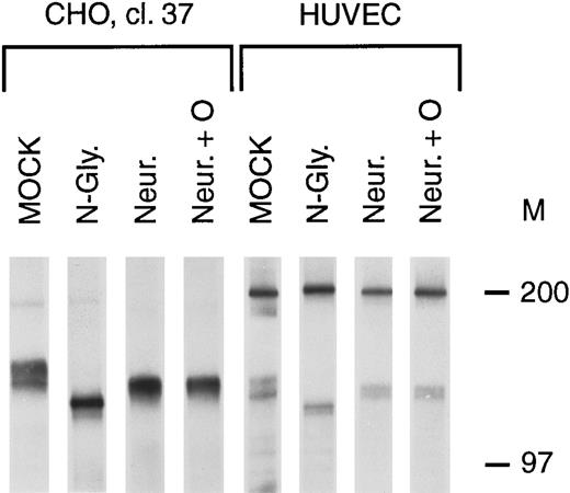 Fig. 2. Tie receptor glycosylation. Cells were metabolically labeled with 35S-Translabel for 2 hours before preparation of cell lysates and immunoprecipitation with anti-tie MoAb 5D2 as described in Materials and Methods. Immunoprecipitates were treated with either buffer (MOCK), N-glycosidase (N-Gly), neuraminidase (Neur.), or a combination of O-glycosidase and neuraminidase (Neur. + O) for 20 hours at 37°C before SDS-PAGE and autoradiography. Molecular weight markers as indicated.