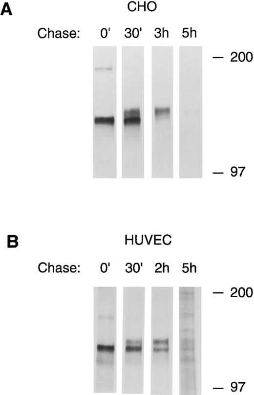 Fig. 3. Pulse-chase analysis of tie receptor expression by HUVECs and CHO cells. CHO, clone 37 cells (A) or HUVECs (B) were preincubated in methionine-, cysteine-free media for 30 minutes to deplete intracellular amino acid pools. 35S-Translabel was added for a 30-minute pulse followed by incubation in complete growth media for the indicated chase period. Cell lysates were prepared as described in Materials and Methods and immunoprecipitated with anti-tie MoAb 5D2. Immunoprecipitates were analyzed by SDS-PAGE and autoradiography. The chase period is indicated across the top of each lane. Molecular weight markers as indicated.